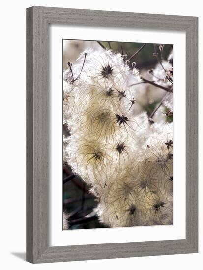 Old Man's Beard Seedheads-Dr^ Keith-Framed Photographic Print