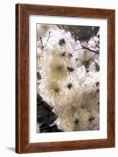 Old Man's Beard Seedheads-Dr^ Keith-Framed Photographic Print