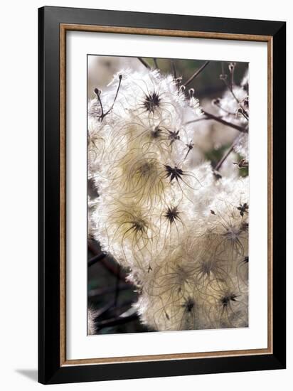 Old Man's Beard Seedheads-Dr^ Keith-Framed Photographic Print