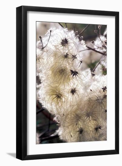 Old Man's Beard Seedheads-Dr^ Keith-Framed Photographic Print