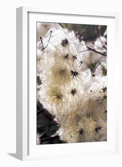 Old Man's Beard Seedheads-Dr^ Keith-Framed Photographic Print