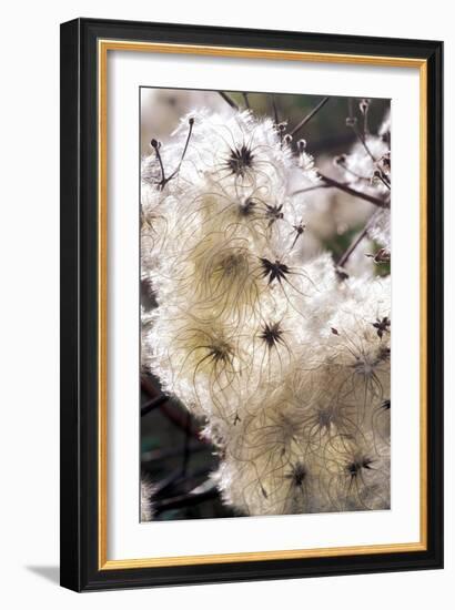 Old Man's Beard Seedheads-Dr^ Keith-Framed Photographic Print