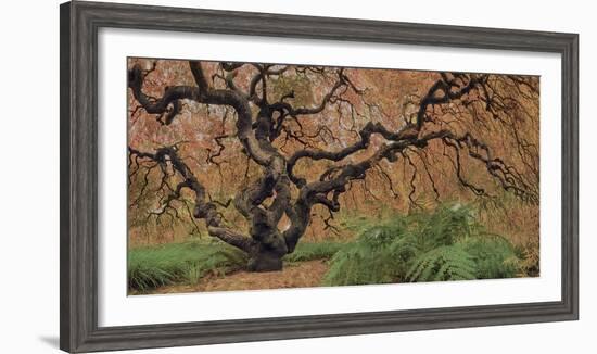 Old Maple Color-Moises Levy-Framed Photographic Print