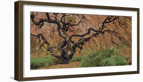 Old Maple Color-Moises Levy-Framed Photographic Print