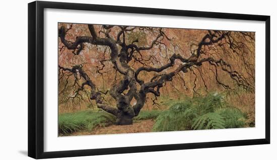 Old Maple Color-Moises Levy-Framed Photographic Print