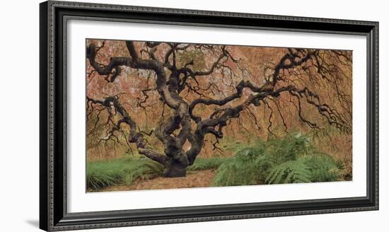 Old Maple Color-Moises Levy-Framed Photographic Print