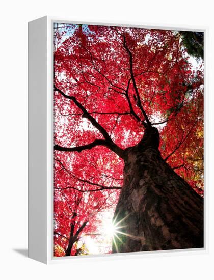 Old Maple Tree in Autumn-null-Framed Premier Image Canvas