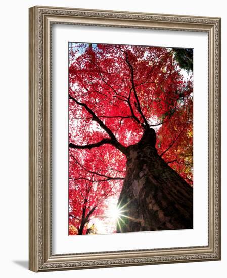 Old Maple Tree in Autumn-null-Framed Photographic Print