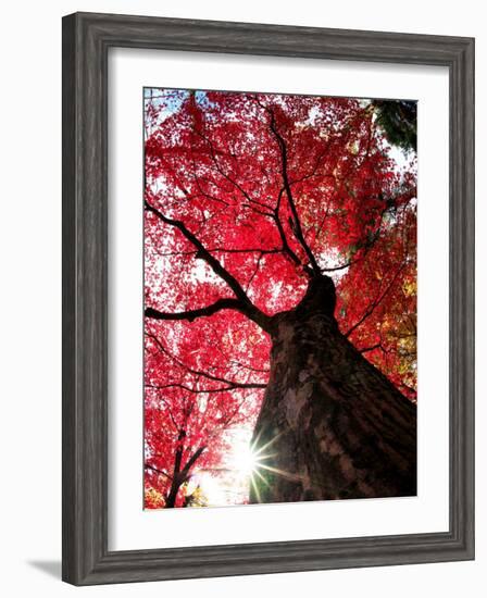 Old Maple Tree in Autumn--Framed Photographic Print