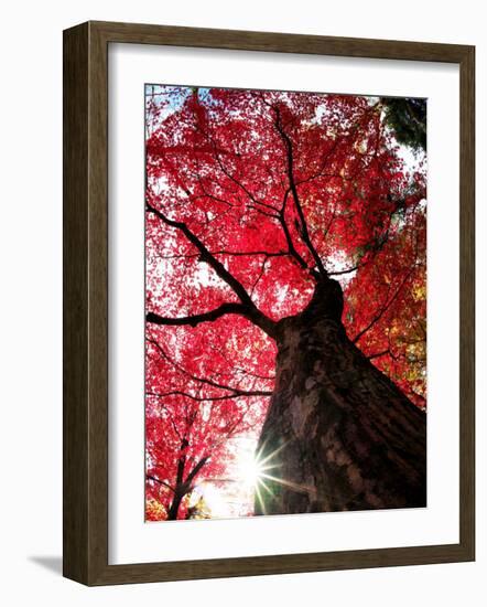 Old Maple Tree in Autumn-null-Framed Photographic Print