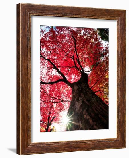 Old Maple Tree in Autumn-null-Framed Photographic Print