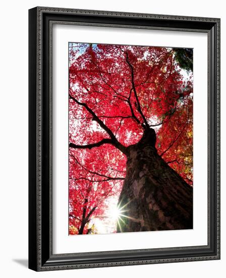 Old Maple Tree in Autumn-null-Framed Photographic Print