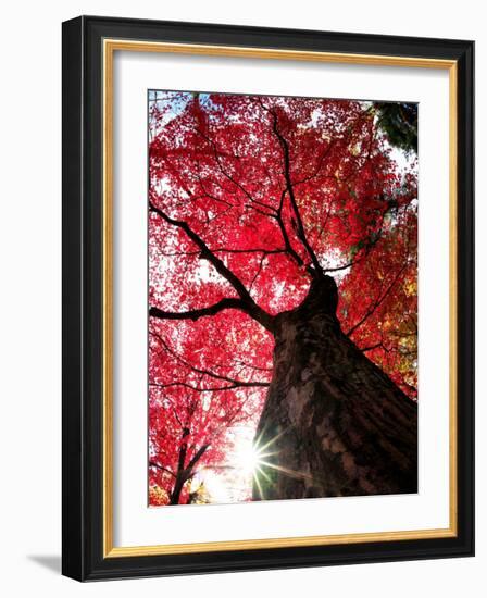 Old Maple Tree in Autumn-null-Framed Photographic Print