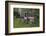 Old Massey Ferguson 698T Tractor Outside Farm Building, Norfolk, UK, June 2014-Ernie Janes-Framed Photographic Print