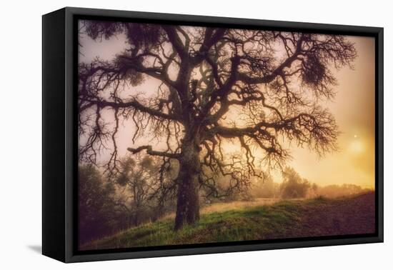 Old Oak, Sun and Fog, Mount Diablo-Vincent James-Framed Premier Image Canvas