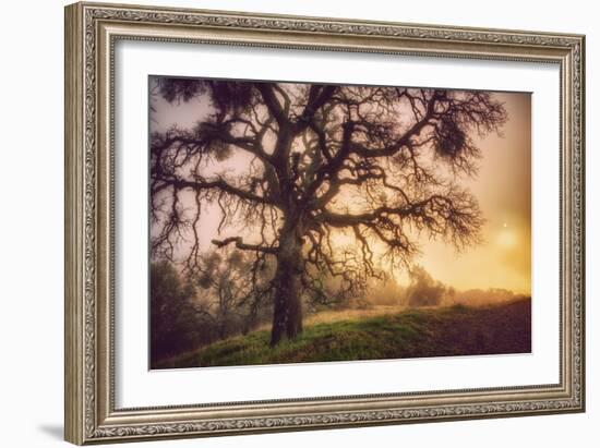 Old Oak, Sun and Fog, Mount Diablo-Vincent James-Framed Photographic Print