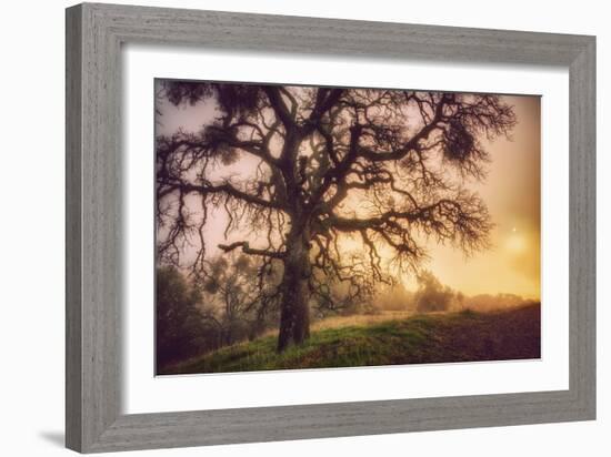 Old Oak, Sun and Fog, Mount Diablo-Vincent James-Framed Photographic Print