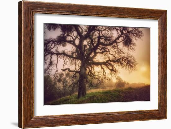 Old Oak, Sun and Fog, Mount Diablo-Vincent James-Framed Photographic Print