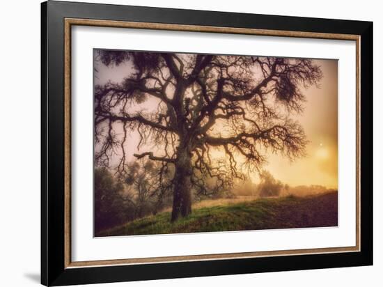 Old Oak, Sun and Fog, Mount Diablo-Vincent James-Framed Photographic Print