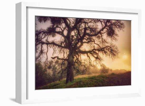 Old Oak, Sun and Fog, Mount Diablo-Vincent James-Framed Photographic Print