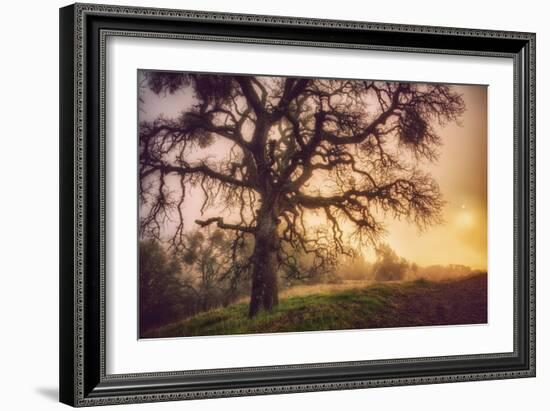 Old Oak, Sun and Fog, Mount Diablo-Vincent James-Framed Photographic Print