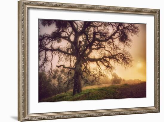 Old Oak, Sun and Fog, Mount Diablo-Vincent James-Framed Photographic Print