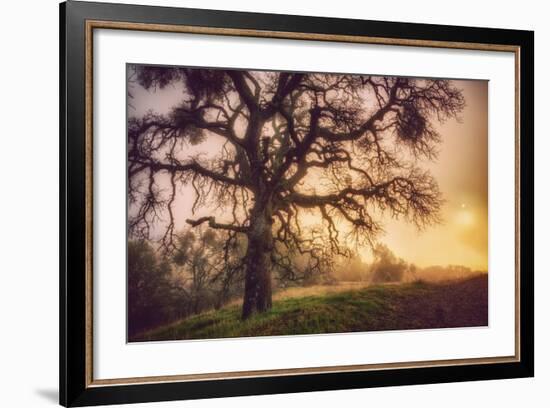 Old Oak, Sun and Fog, Mount Diablo-Vincent James-Framed Photographic Print