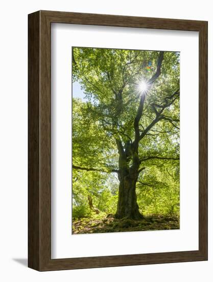 Old oak tree, National Park Edersee, Reinhardshausen, Hesse, Germany-Raimund Linke-Framed Photographic Print