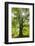 Old oak tree, National Park Edersee, Reinhardshausen, Hesse, Germany-Raimund Linke-Framed Photographic Print