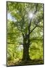 Old oak tree, National Park Edersee, Reinhardshausen, Hesse, Germany-Raimund Linke-Mounted Photographic Print