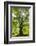 Old oak tree, National Park Edersee, Reinhardshausen, Hesse, Germany-Raimund Linke-Framed Photographic Print