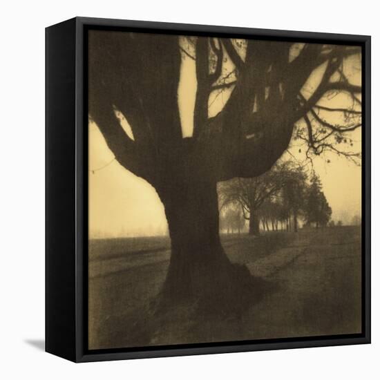 Old Oak Tree on Tree Lined Road-Kevin Cruff-Framed Premier Image Canvas