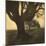 Old Oak Tree on Tree Lined Road-Kevin Cruff-Mounted Photographic Print