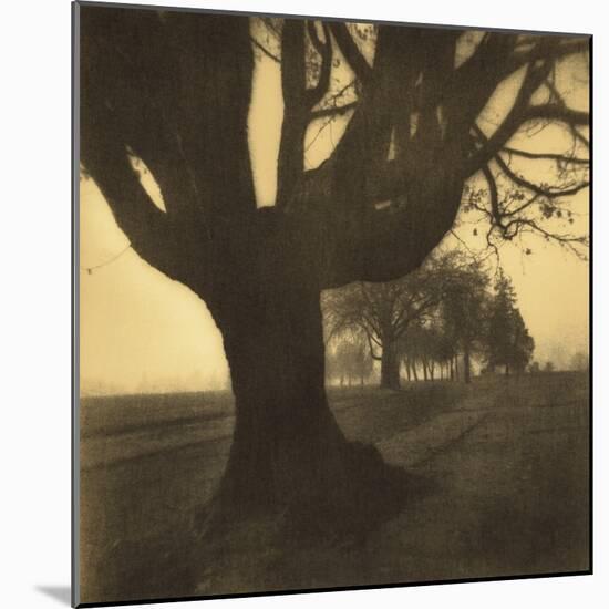 Old Oak Tree on Tree Lined Road-Kevin Cruff-Mounted Photographic Print