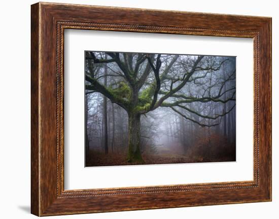 Old oak tree-Phillipe Manguin-Framed Photographic Print