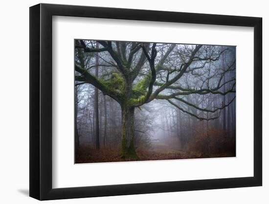 Old oak tree-Phillipe Manguin-Framed Photographic Print