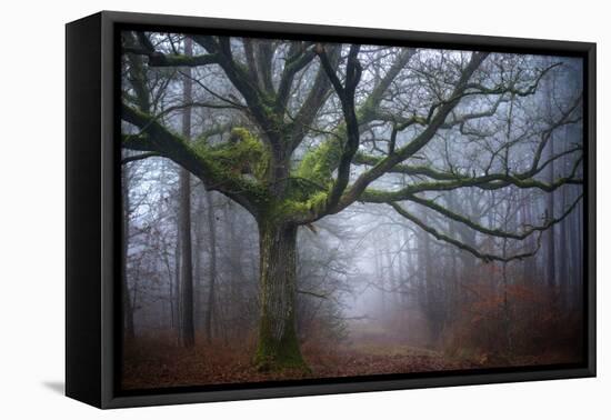 Old oak tree-Phillipe Manguin-Framed Premier Image Canvas