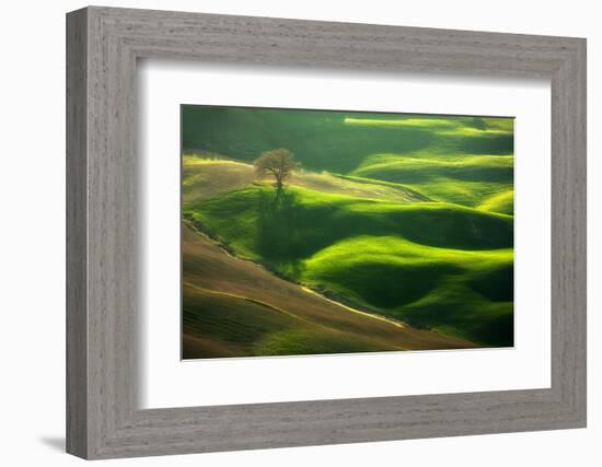 Old Oak-Marcin Sobas-Framed Photographic Print