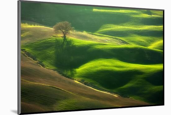 Old Oak-Marcin Sobas-Mounted Photographic Print