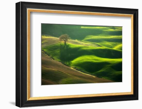 Old Oak-Marcin Sobas-Framed Photographic Print