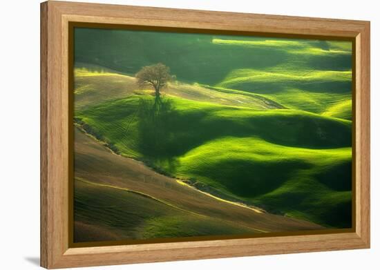 Old Oak-Marcin Sobas-Framed Premier Image Canvas
