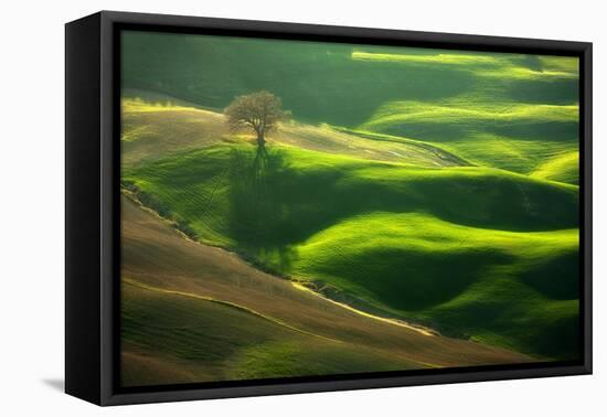 Old Oak-Marcin Sobas-Framed Premier Image Canvas