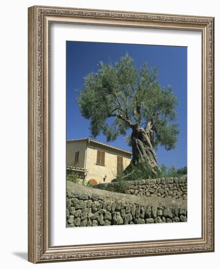 Old Olive Tree in the Garden of a Village House in Deya, Majorca, Balearic Islands, Spain, Europe-Tomlinson Ruth-Framed Photographic Print