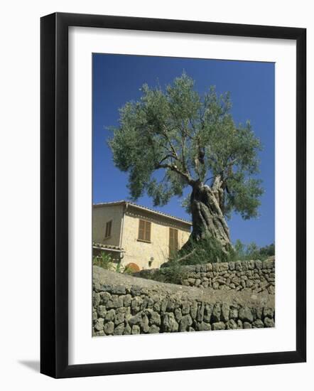 Old Olive Tree in the Garden of a Village House in Deya, Majorca, Balearic Islands, Spain, Europe-Tomlinson Ruth-Framed Photographic Print