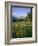 Old Park Service cabin in the Cut Bank Valley of Glacier National Park in Montana-Chuck Haney-Framed Photographic Print