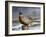 Old Perch-Trevor V. Swanson-Framed Giclee Print