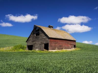 Old Red Barn In A Field Of Spring Wheat Photographic Print By