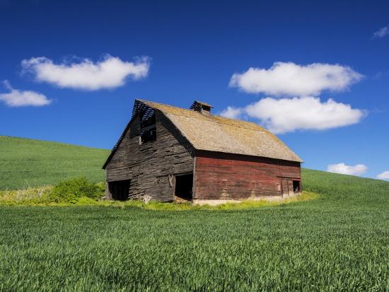 Old Red Barn In A Field Of Spring Wheat Photographic Print By