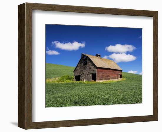 Old Red Barn in a Field of Spring Wheat-Terry Eggers-Framed Photographic Print