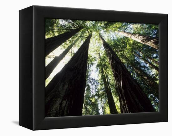 Old Redwood Trees, Muir Woods, California, USA-Bill Bachmann-Framed Premier Image Canvas